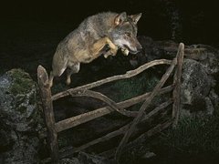 Победителя фотоконкурса лишили награды из-за дрессированного волка