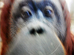 Сделанные орангутангом фотографии выставили на eBay