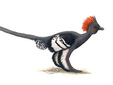 <i>Anchiornis huxleyi</i>.  Michael DiGiorgio/Courtesy Yale