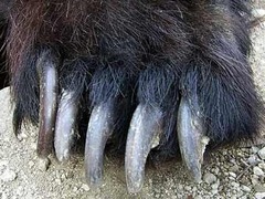 ���� <a href=http://commons.wikimedia.org/wiki/File:Bear_paw.jpg target=_blank>Shizhao</a>