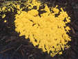  Physarum polycephalum.    genome.gov