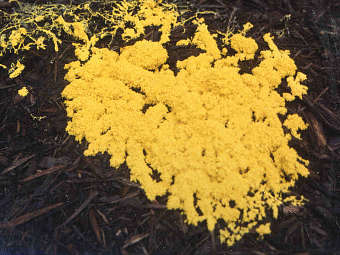  Physarum polycephalum.    genome.gov