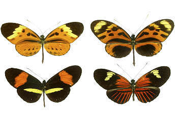 ������� �� ���� Heliconius. ����������� ������������ Ayacop � ����� wikipedia.org