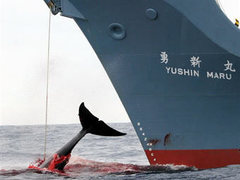 Австралия пригрозила Японии международным судом за промысел китов