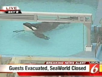 ������� � ����������� Sea World. ���� ���������� Local 6