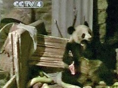 В Китае голодная панда напала на свинарник