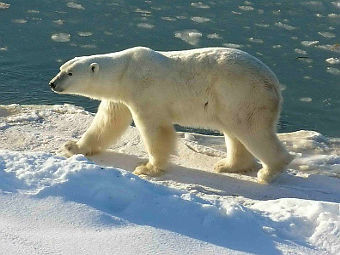 Белый медведь. Фото пользователя Ansgar Walk с сайта wikipedia.org