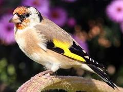 ������������ �����. ���� <a target=_blank href=http://ru.wikipedia.org/wiki/%D0%A4%D0%B0%D0%B9%D0%BB:De_Stieglitz_lat_Carduelis_carduelis.jpg target=_blank>Armin Maerz</a>
