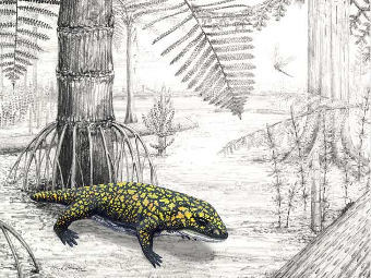 Fedexia striegeli.  Mark A. Klingler/Carnegie Museum of Natural History