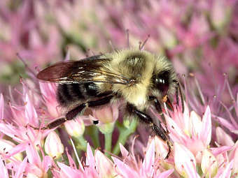    pest.ca.uky.edu