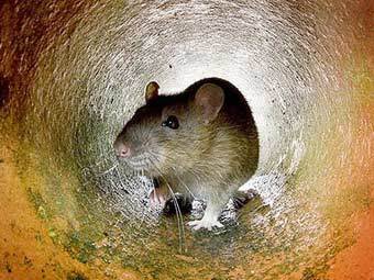 Крысы съели экзаменационные работы непальских студентов