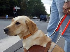 Австралийский ресторан наказали за дискриминацию собаки