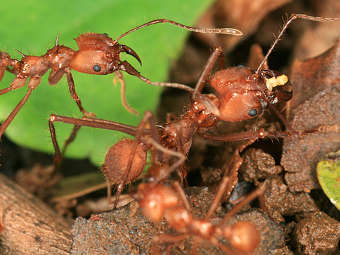 - Atta cephalotes.    ncsu.edu