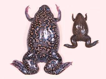  X. tropicalis ()  X. laevis.    ncbi.nlm.nih.gov