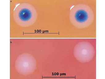  "" M. mycoides ()  M. mycoides,        M. capricolum ().   