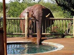 Слониха оказалась виновницей пропажи воды из джакузи в сафари-парке