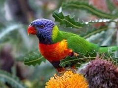 Австралийские ветеринары занялись спасением попугаев от "похмелья"