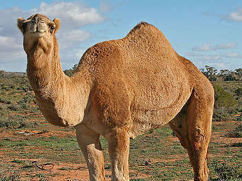 ���������� ������� Camelus dromedarius.  ���� ������������ Jjron � ����� wikipedia.org