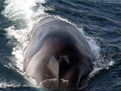 В датском фьорде застрял усатый кит