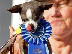 Самой уродливой собакой в мире признали чихуахуа