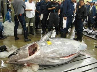На рыбном аукционе в Токио продали гигантского тунца