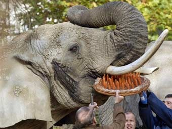 В зоопарке Базеля умер старейший африканский слон