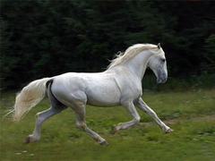 ��������� �����. ���� � ����� prokoni.ru 