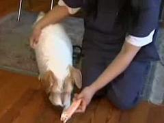 Собака откусила хозяину больной палец на ноге