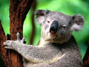 Австралийцы позвали британцев поработать ловцами коал