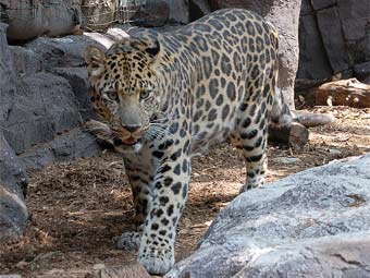 Леопард. Фото Derek Ramsey с сайта wikipedia.org