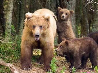 Семья медведей навестила туристов в шведском лесу