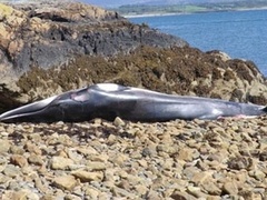 На пляже в Уэльсе нашли мертвого кита
