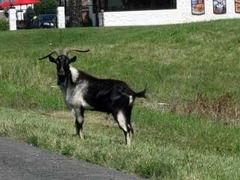 Житель Миссури поймал козла-путешественника