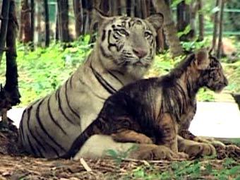В индийском зоопарке почернел белый тигренок