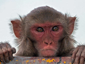 В Индии появилась ворующая очки обезьяна