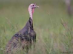 ������� Meleagris gallopavo. ���� � ����� umich.edu