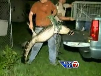 Однорукий житель Флориды спас аллигатора
