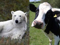 Британский телеканал спутал корову с белым медведем