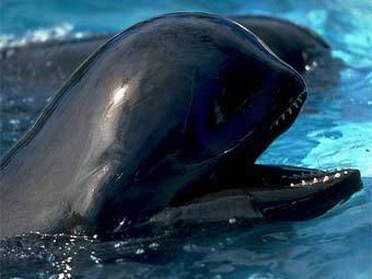 В Новой Зеландии 74 дельфина выбросились на пляж