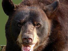 Медведь напал на мужчину в центре Сыктывкара