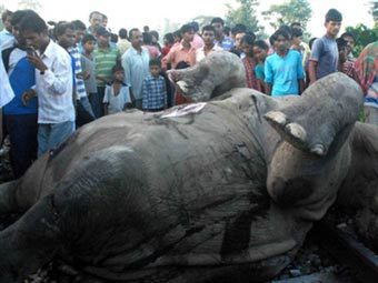 В Индии поезд сбил семь слонов