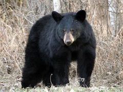 Американская школьница убила 200-килограммового медведя