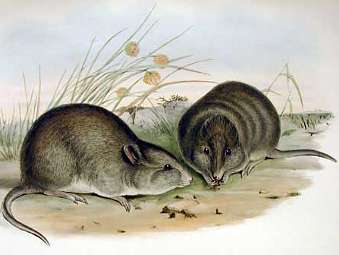 �������� ���������� ����� Potorous platyops. ����������� ����� ������ (John Gould), 1863 ���