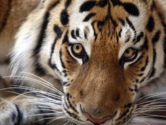 В Екатеринбурге нашли клетку с бесхозным тигром