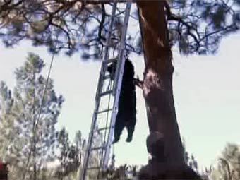 Орегонские пожарные сняли с дерева уснувшего медведя