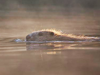 ���� � ����� iberianature.com.