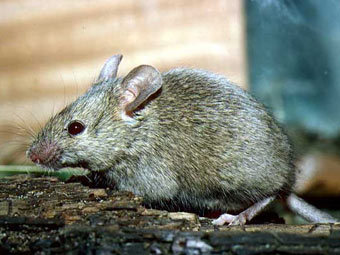 Житель Швеции ответит за обезглавливание мыши