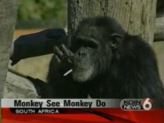 В ЮАР скончался шимпанзе-курильщик