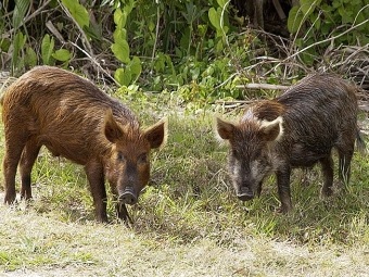 Техас займется изгнанием диких свиней