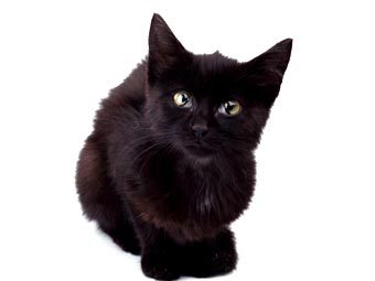 Черным котам отказали в приюте на время Хеллоуина